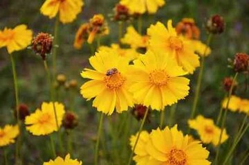 Coreopsis