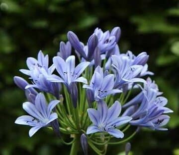 Lirio del Nilo (Agapanthus)