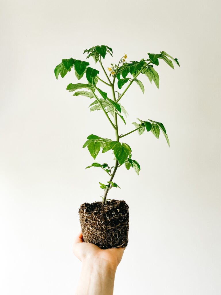 cultivo de una Planta sin maceta en la Palma de la mano