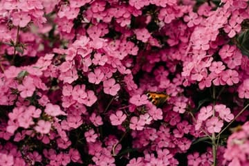 flores rosadas