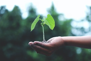 Plantita en la mano, en representación de un jardín ecológico