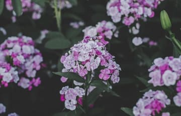 Phlox Divaricata