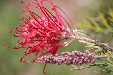 Grevillea