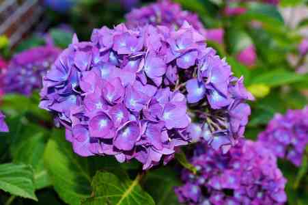 hortensia morada