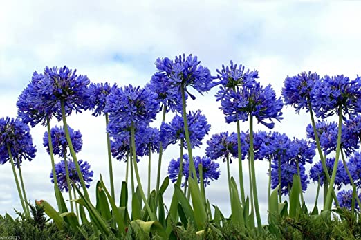 Lirio del Nilo, de 20 SEMILLAS flores, azul Lirio africano Agapanthus  africanus: Amazon.es: Jardín