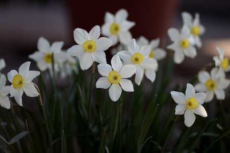 narciso de flores blancas