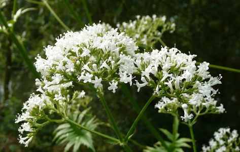 Planta de heliotropo con racimos de pequeñas flores fragantes blancas