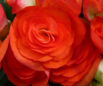 begonia