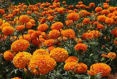 Flores Naranjas, Caléndulas