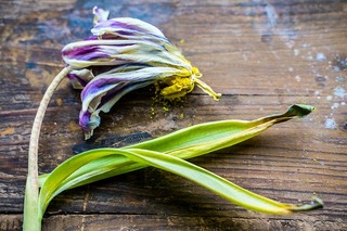 Enfermedades de las plantas