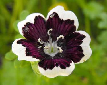 nemophila tiene flores negras y blancas