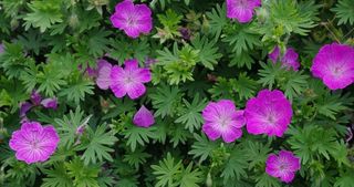 Geranium vivace