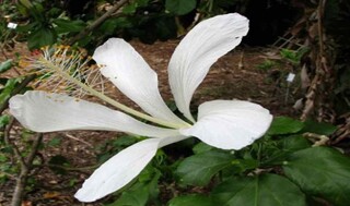 Flores Hermosas