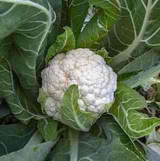 La coliflor