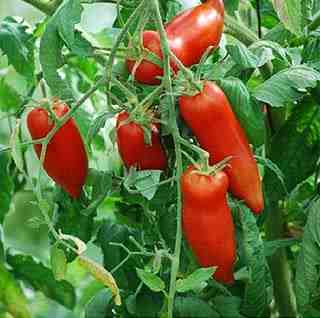 Los tomates Andine cornue