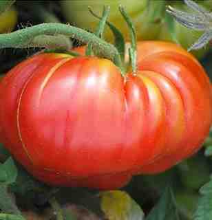 Scarlet calabaza de tomate