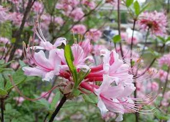 Flores Rosadas, Azaleas