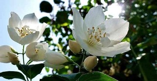 Jazmín, una de las Flores fragantes