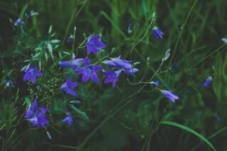 Significado de las Flores Azules