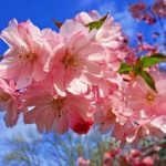 Formas para cuidar las flores frescas