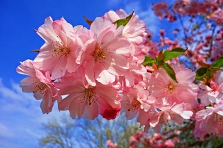 Formas para cuidar las flores frescas