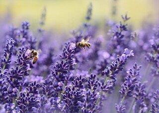 Significado de las flores moradas