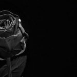 Significado de las flores negras