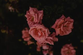 Significado de las flores rosadas