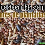 como-cosechar-secar-y-almacenar-sus-semillas