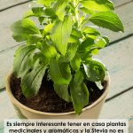 como-hacer-crecer-a-stevia-sembrando-semillas-y-trasplantes