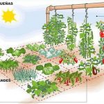 fertilizantes-verdes-para-su-huerto-en-cuadrados