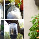 como-sembrar-con-exito-tomates-en-una-botella