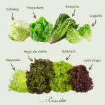 cuales-son-los-diferentes-tipos-y-variedades-de-lechuga