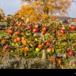 formacion-de-un-cordon-de-manzanos-alrededor-del-huerto