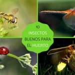 los-insectos-son-beneficiosos-para-tu-huerto-aqui-tienes-una-lista-de-ellos