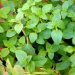 oregano-planta-aromatica-cultivo-uso-y-beneficios