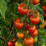 una-actualizacion-sobre-el-cultivo-de-tomates-en-un-huerto-cuadrado