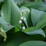 mai-muguet.jpg