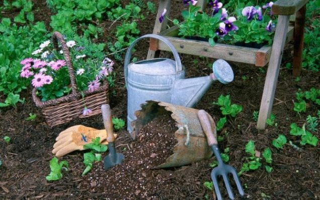 Consejos Para Principiantes En Jardinería El Blog Del Jardinero